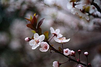 人气经典手游《赛马娘》6月26日登陆Steam